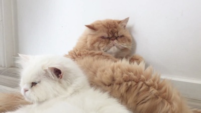 猫舔自己