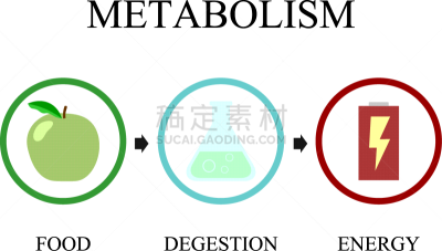新陈代谢,商务,运动,食品,迅速,技术,品牌名称,速度计,蜘蛛网,建造物