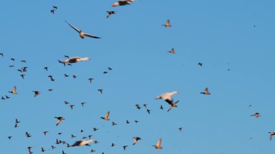 雪雁和鸭子在Bosque del Apache NWR着陆