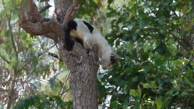 树上的猫