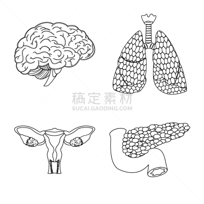 人,分离着色,标志,一个物体,人类的生殖器官,卵巢,细支气管,布置
