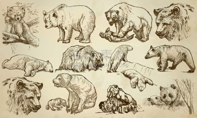熊,线条画,兽群,平衡折角灯,动物手,蜜熊,轮廓,创造力,自然,绘制