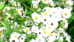 蜜蜂在花上收集花粉