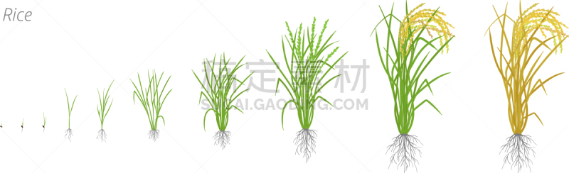 新生活,稻,农业,生物学,蔬菜,脚踏车,食品,生长,发展