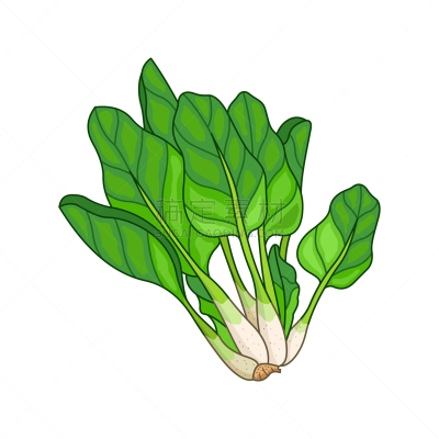 菠菜,植物学,分离着色,生物学,蔬菜,有机食品,自然,草本,香料,烹调