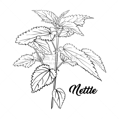 分离着色,草本,刺荨麻,枝,茶,绿色,化妆舞会服,轮廓,黑色,芳香的