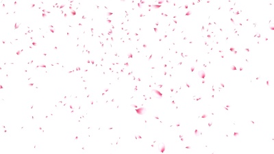 樱花花瓣飞舞。