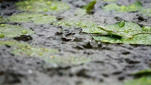 雨在绿叶上的慢动作