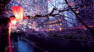 梅黑河的樱花。日本东京
