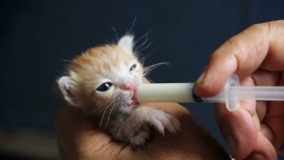 刚出生的猫喝牛奶。