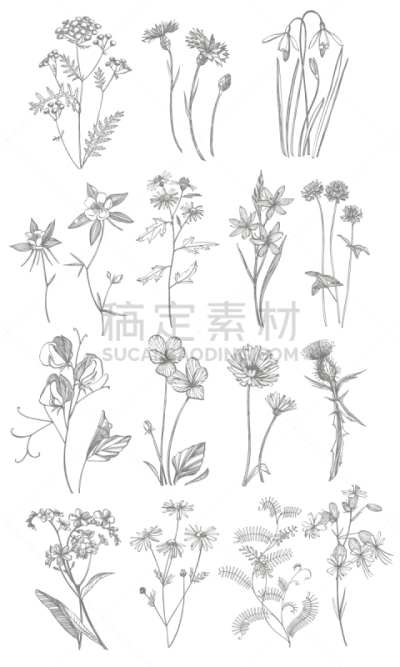 草图,绘画插图,草药,健康保健,草本,动物手,花,复古,绘制,收集