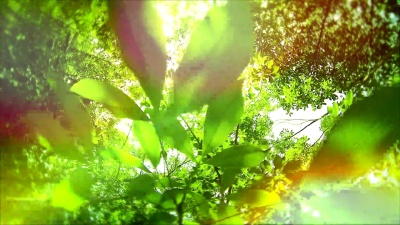 自然背景，阳光下橡胶树的叶子