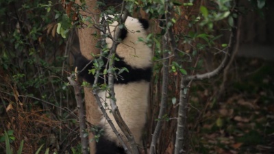 可爱的小熊猫熊爬上树， 