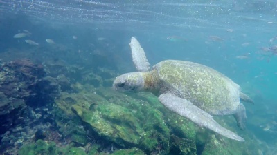 海龟