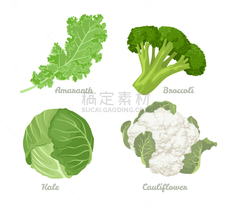 清新,西兰花,花椰菜,绘画插图,卡通,有机食品,羽衣甘蓝,矢量,甘蓝