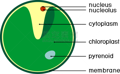 白色背景,绿藻,小球藻,建造物,一个物体,标题,分离着色,生物学,微生物学,退化单眼