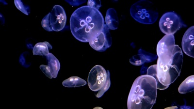 水母