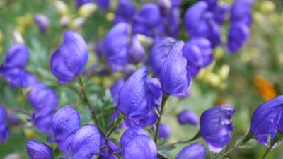 紫花植物野外特写