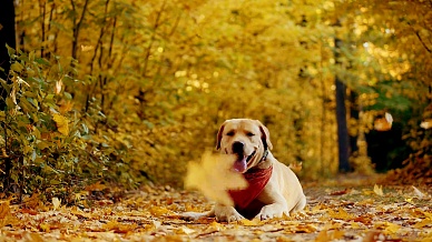 在美丽的秋天森林里散步的狗繁育拉布拉多