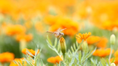 蜻蜓落在花园里的一朵花上