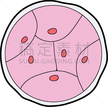 生物学,脱氧核糖核酸,胚胎,卵子,人,科学,生物科技,健康保健,分割