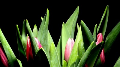 郁金香花延时