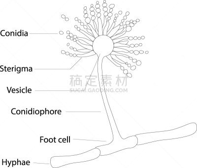 洒水器,湿,不卫生的,卫生,泰国,图像,损坏的,肮脏的,无人,过敏