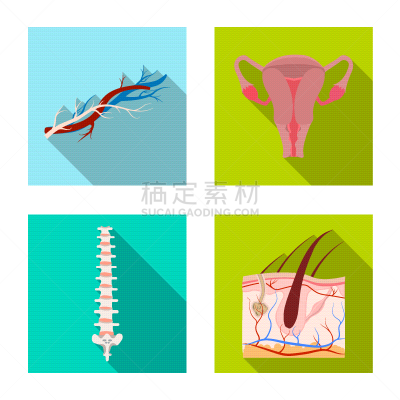人,品牌名称,人类的生殖器官,卵巢,冠状动脉,主动脉,头皮,头发