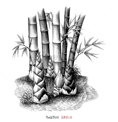 剪贴画,笋,绘画插图,植物学,分离着色,白色背景,黑白图片,动物手,蔬菜,清新