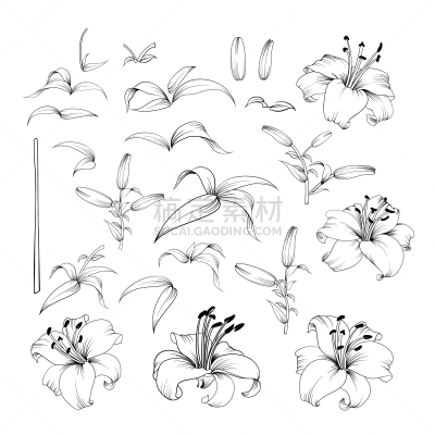 百合花,华丽的,植物群,自然美,春天,夏天,被子植物,花,收集