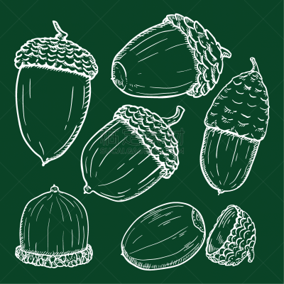 set chalk sketch forest acorns