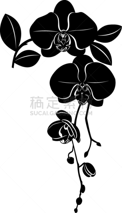 分离着色,兰花,白色,自然,华丽的,床单,图像,植物群,花蕾,花