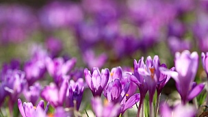 日落时分，野紫色番红花与橡树的山谷。野性生长的春天之美，春天盛开的番红花