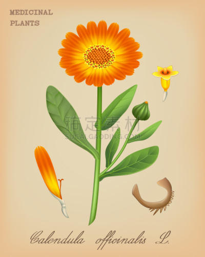 金盏花,健康保健,芦笋,Corn Marigold,植物群,万寿菊,植物,水果,复古,花