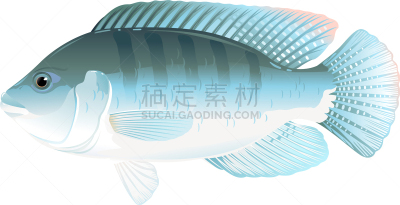 罗非鱼,鱼肉,活力,分离着色,白色,生物学,自然,清新,杂食动物,烹调