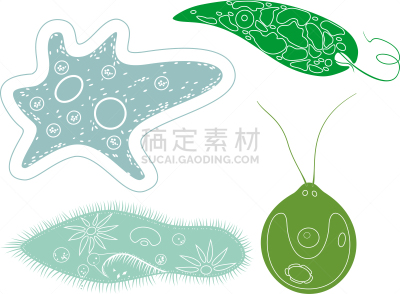 衣藻,原生动物,尾草履虫,单细胞生物,阿米巴,薄肌眼虫,书页,生物学,微生物学,细胞质