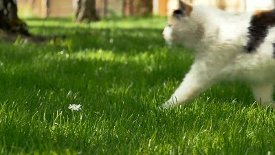 三原色的猫在草坪上走来走去