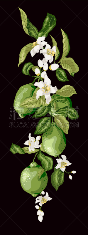 垂直画幅,枝,柑橘属,绿色,分界线,酸橙,酸,菜单,清新,食品