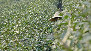 女性采摘茶园绿叶 