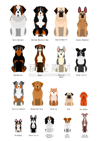 纯种犬,狗,多样,背景分离,玩具贵宾犬,日本柴犬,哈巴狗,波士顿猎犬,图表,动物群