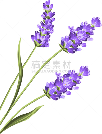 熏衣草,特写,浪漫,植物群,春天,精华液,夏天,商品,花,美容