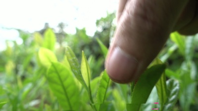 采摘茶叶