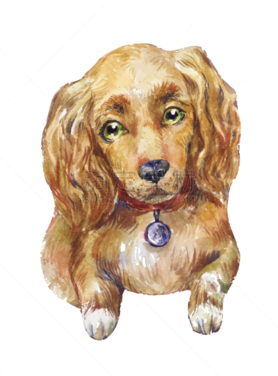水彩画,狗,分离着色,可爱的,斯班尼犬,矢量,可卡犬,草图,手艺