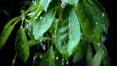 雨中落下的绿叶
