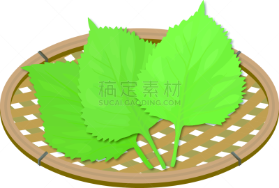绘画插图,篮子,绿色,紫苏,三个物体,芳香的,蔬菜,草本,背景分离,清新