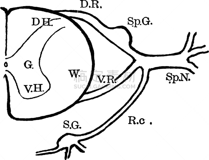 整形器具,神经根,神经节,背的，脊的,腹部的,白色,黑色,图像,矢量,复古