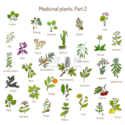 健康保健,草本,动物手,人参,茶,肉桂,刺柏属丛木,复古,绘制,收集