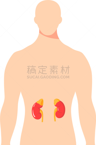 图表,肾上腺,扁平化设计,白色,生物学,健康保健,人,分泌细胞,生病