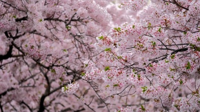 樱花盛开