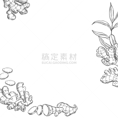 生姜,草图,绘画插图,根部,矢量,叶子,蔬菜,健康保健,清新,自然界的状态